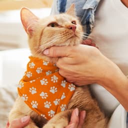 Pet Bandana - Small - image 2