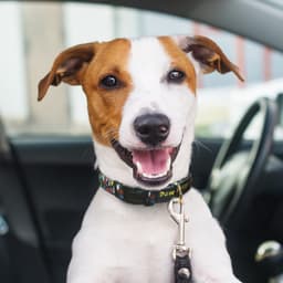 Amigo Dog Collar - image 4